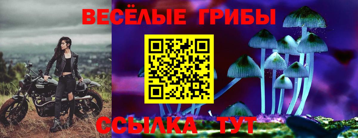 Галлюциногенные грибы Psilocybe Елец